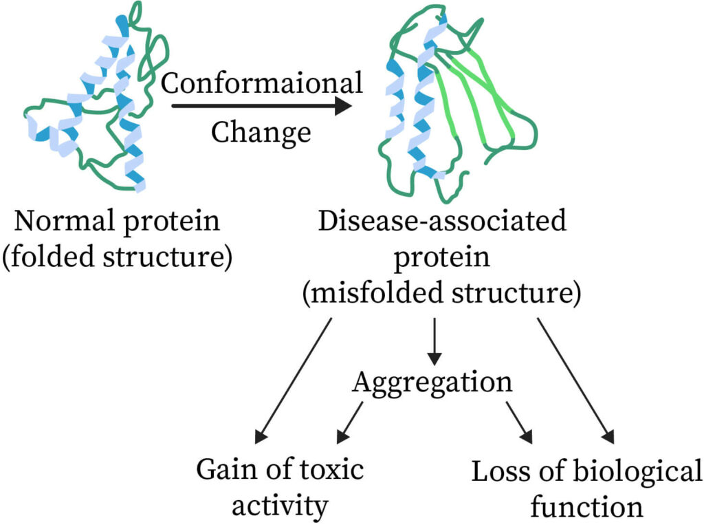 tertiary structure of proteins