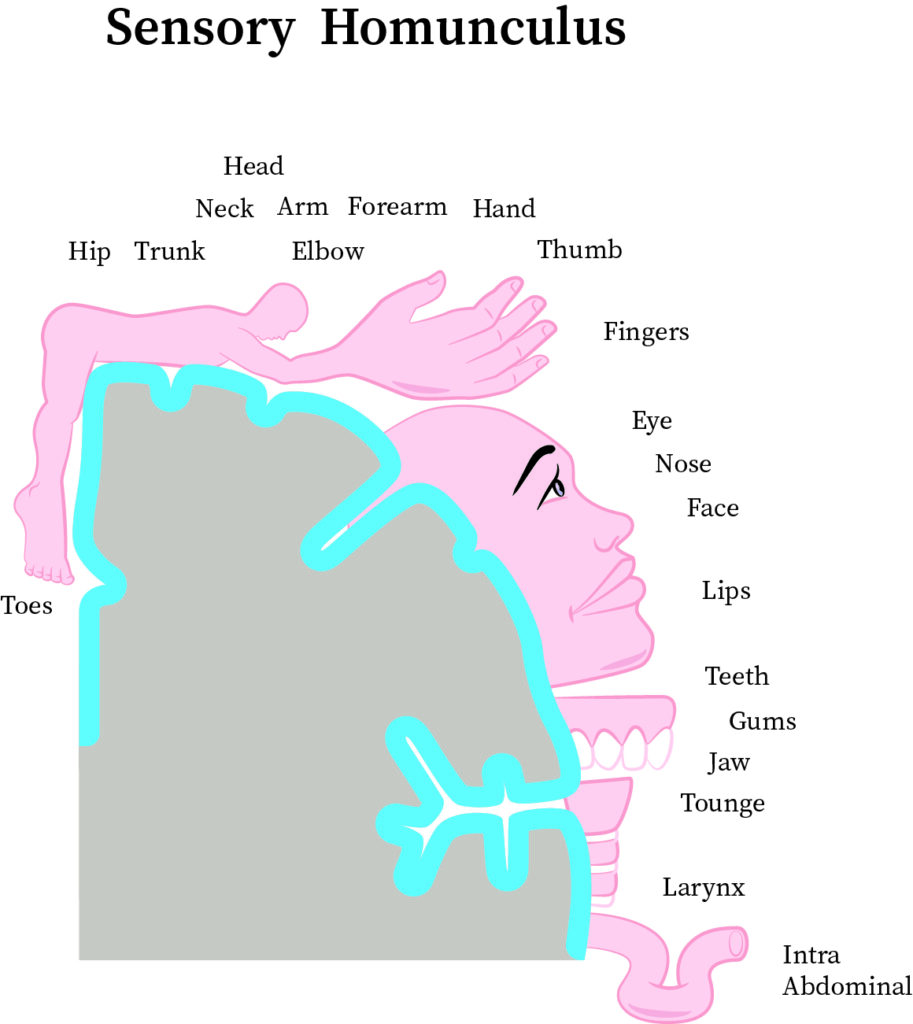 Homunculus Biology Theory Hypothetical Homunculi Vera Wilde