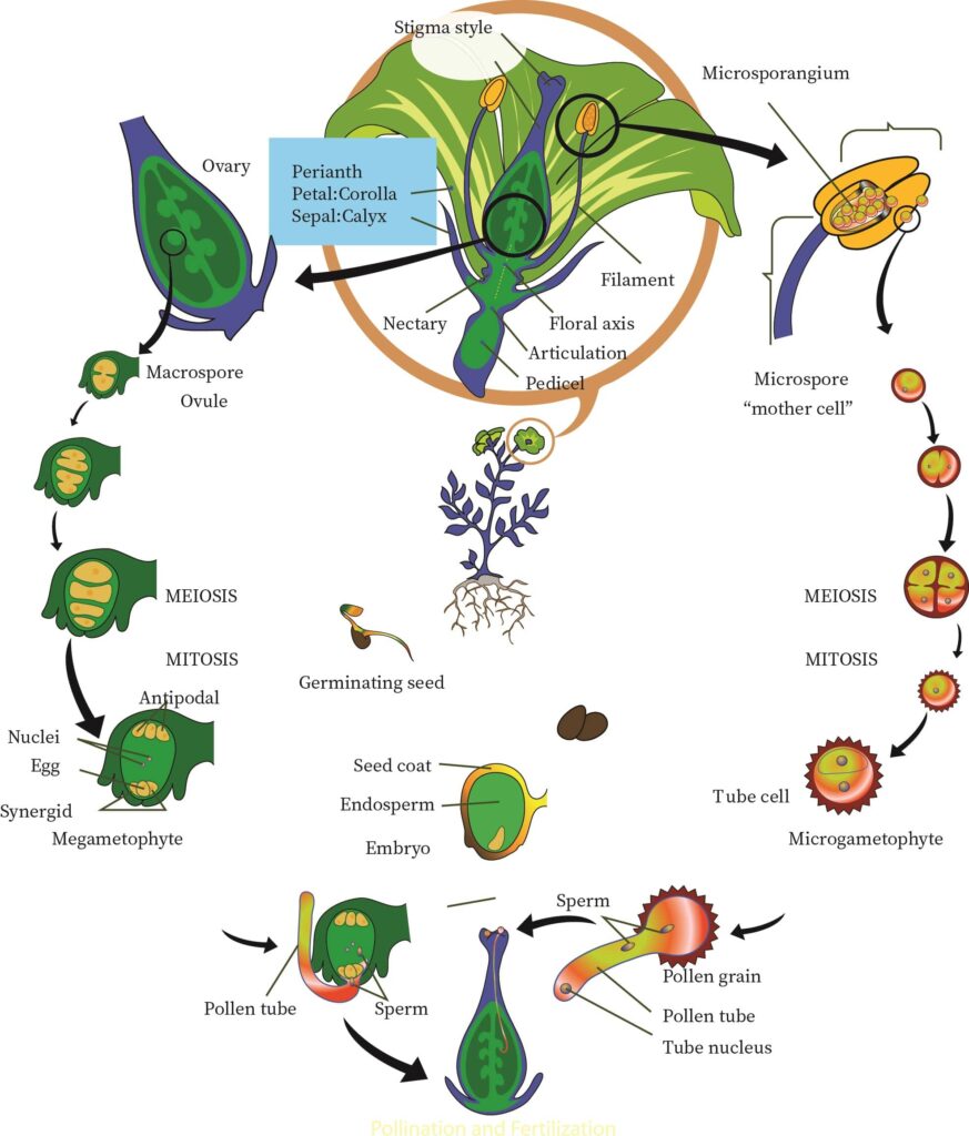 Life Cycle Of Angiosperms Bartleby   Life Cycle Of Angiosperms 3 Min 873x1024 