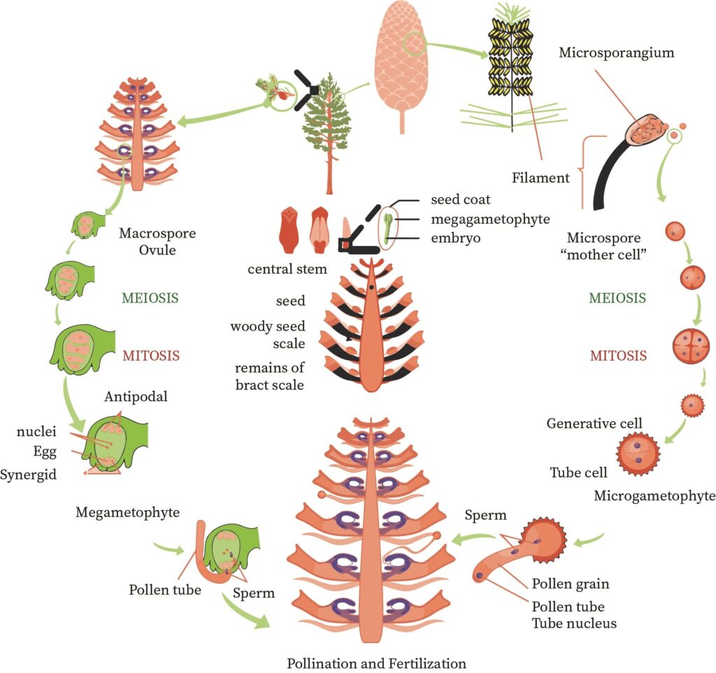 Life Cycle Of Gymnosperms bartleby