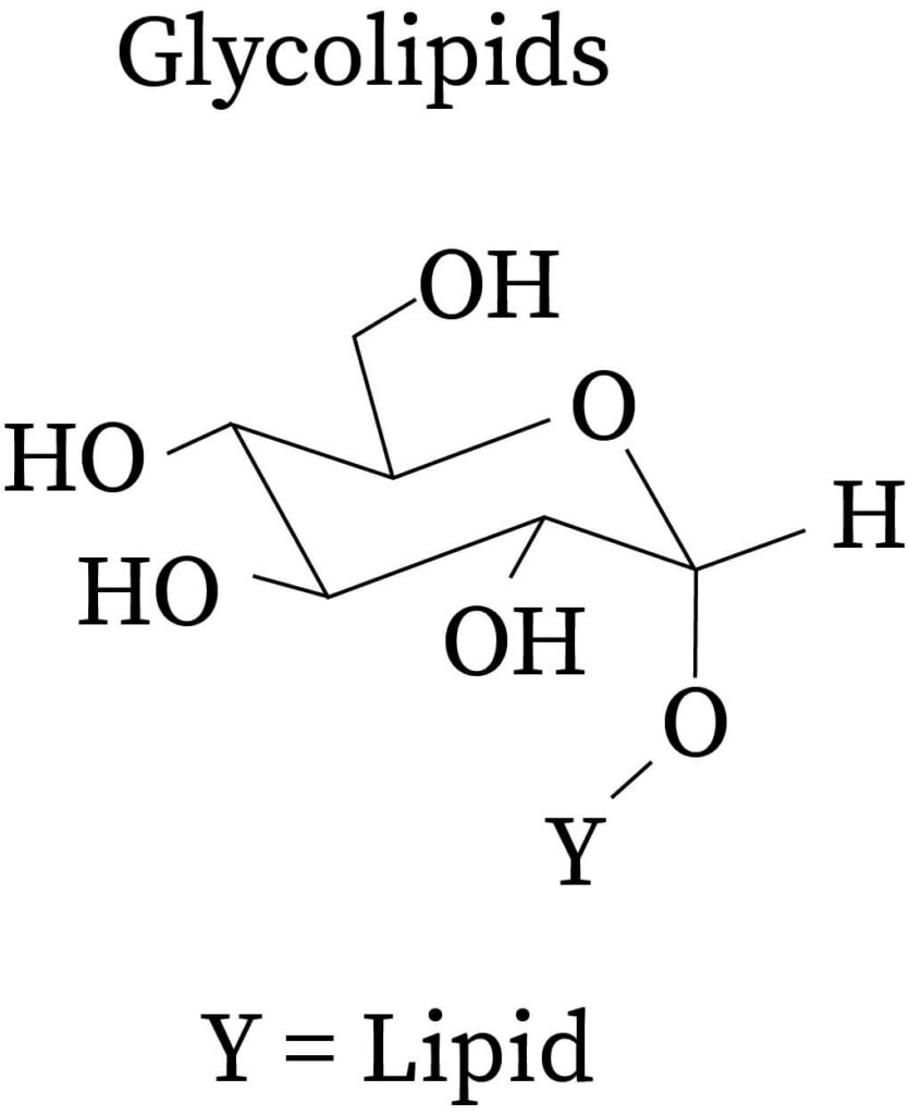 Glycolipid Structure Membrane Lipid Wikipedia