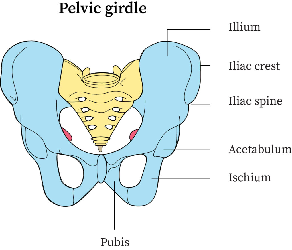 The Vertebral Column Is Connected To The Pelvic Girdle In The Reliable 