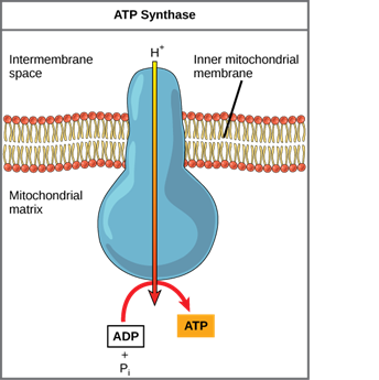 ATP synthase"