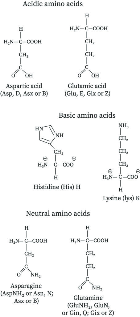 "Examples of Neutral, Acidic and basic amino acids"