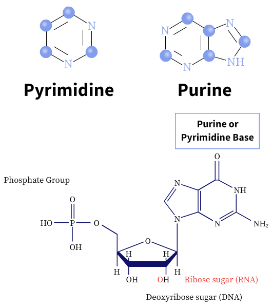 "Chemical composition of a nucleotide"