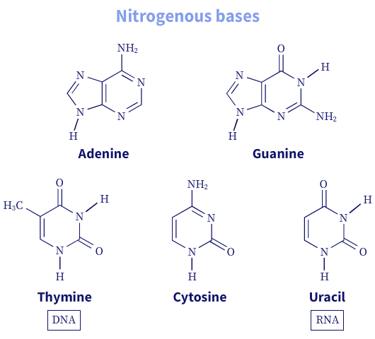 "Major nitrogenous bases found in DNA and RNA"