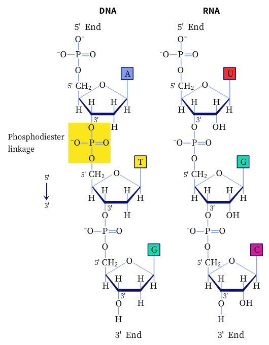 "Phosphodiester linkages in the nucleic acids"