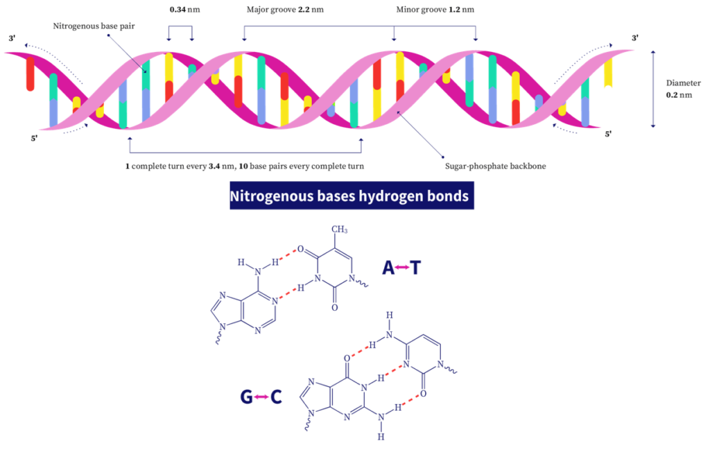 Double helical structure of the DNA"