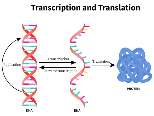 "Central dogma of molecular biology"