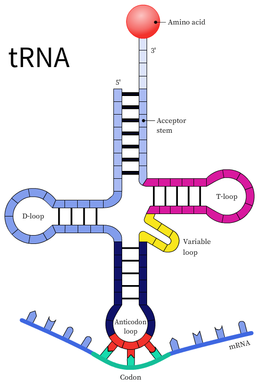 "Structure of tRNA"