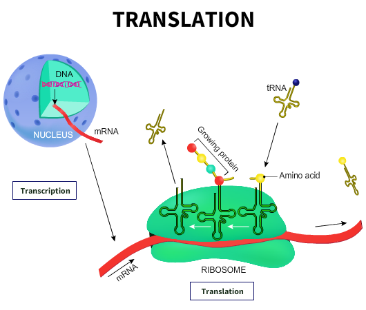 "The process of transcription and translation"