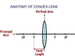 “labelled diagram of the anatomy of a convex lens”