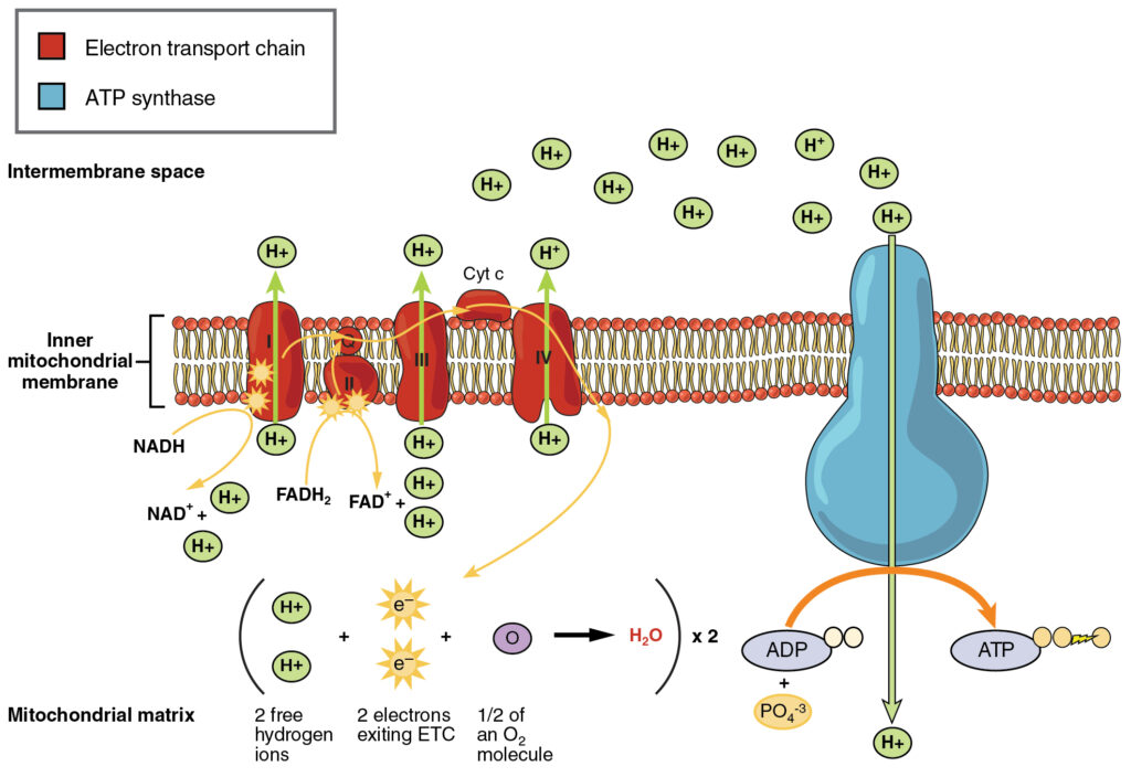 "The electron transport chain"