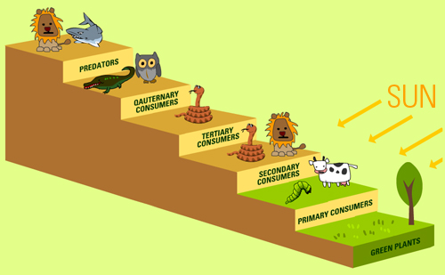 Different trophic levels in the terrestrial ecosystem.