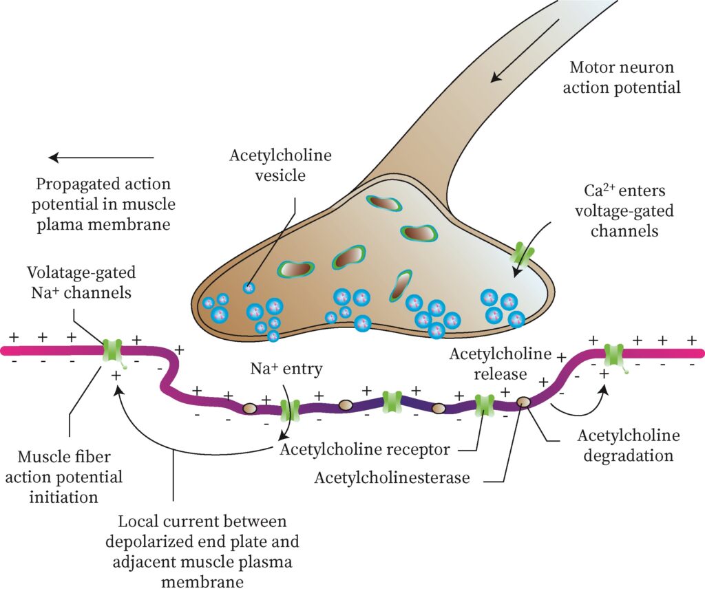 Synaptic Knob Model Chemical Synapse Structure And Labeled Diagram Synaptic Knob Model Chemical Synapse Structure And Labeled Diagram