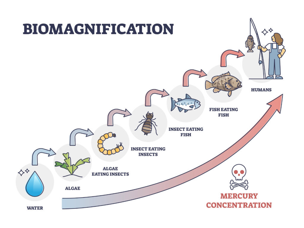 Aquatic Food Chain Of Biomagnification At Sandra Moody Blog