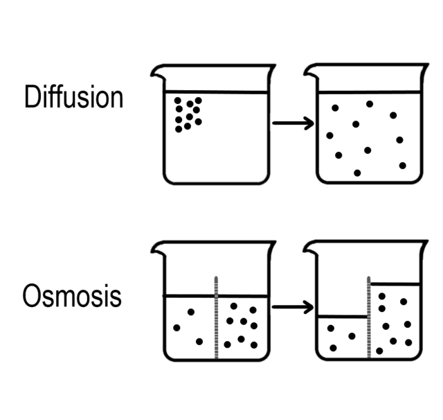 What is the Difference between Osmosis and Diffusion? Free Expert Q&A