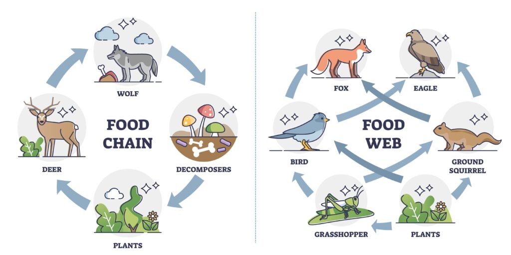 READ THE SCIENCE 3 7 Food Chains Food Webs And Decomposers