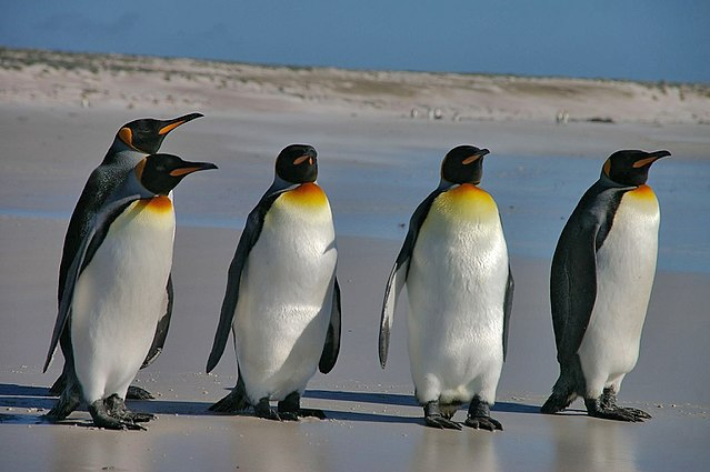 A colony of penguins standing on a beach