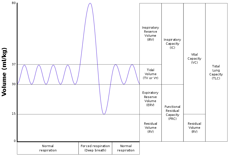 A typical output from a spirometer of a normal person taking breaths